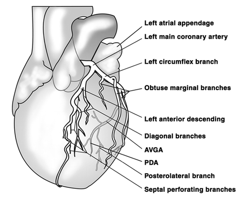Левый тип кровоснабжения сердца